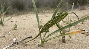 Αφρικανικός χαμαιλέοντας ζει σε περιοχή της Πελοποννήσου!