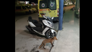 Λάρισα: Πεινασμένη αλεπού επισκέφθηκε τους εργαζόμενους στο ΕΚΑΒ και εκείνοι τη φρόντισαν με το παραπάνω