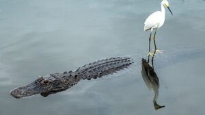 Έφυγε από τη ζωή ο Μόρις, ο αλιγάτορας του «Happy Gilmore»