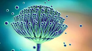 Η κλιματική αλλαγή διασπείρει στην Ευρώπη έναν επικίνδυνο για τον άνθρωπο μύκητα