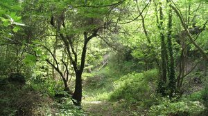 Οι πεζοπορικές διαδρομές του Δήμου Πλατανιά πάνε Παλαιά Ρούματα!