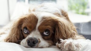 Σαρωτικοί έλεγχοι και μπαράζ προστίμων για παραμέληση ζώων συντροφιάς στην Κρήτη