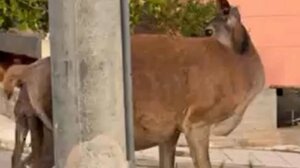 Πάρνηθα: Ελαφίνα έχασε το νεογνό στη γέννα - Σώθηκε τη τελευταία στιγμή με παρέμβαση των κατοίκων