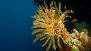 Σε κίνδυνο τα κοράλλια στο σύμπλεγμα των Φούρνων