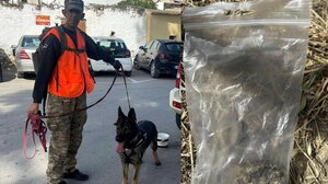 Γέμισαν το Πετροκεφάλι με φόλες - Νεκρά δέκα σκυλιά