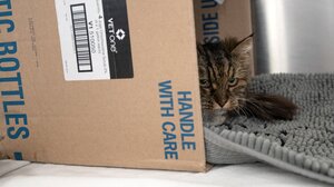 Ζευγάρι έπεσε σε φαράγγι 115 μέτρων μαζί με την γάτα τους η οποία... επέζησε!