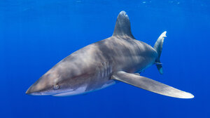 Λευκοπτέρυγος καρχαρίας: Το Ενυδρείο Κρήτης συμβάλλει στην προστασία του
