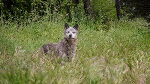 Εισαγγελική εντολή: Συλλάβετε τους λύκους στην Πάρνηθα