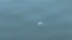 Μέδουσες εμφανίστηκαν στον Θερμαϊκό κόλπο