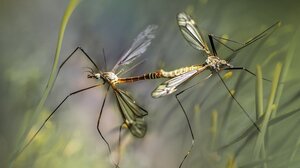 Το πρόγραμμα καταπολέμησης κουνουπιών στην Κρήτη