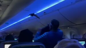 Περιστέρια... εισέβαλαν σε καμπίνα αεροπλάνου και προκάλεσαν πανικό - Βίντεο