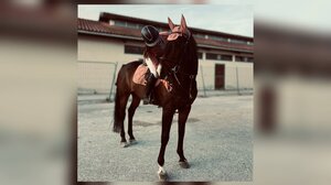 Σημαντική διάκριση για την Ηρακλειώτισσα αθλήτρια ιππασίας, Ραφαέλα Κουμουλά!