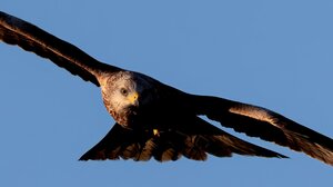 Απελευθερώνουν αρπακτικά πτηνά στον Γιούχτα 