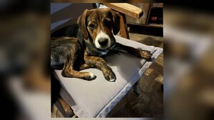 Όλη η αθωότητα του κόσμου σε ένα βλέμμα και …ψάχνει μία ανθρώπινη αγκαλιά