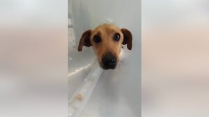 Η Ελπίδα εκπέμπει "SOS" - Άγνωστος κακοποίησε βάναυσα σκυλάκι