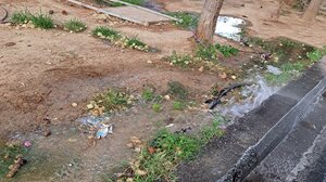 Ποτίζονται τα φυτά ή ο... δρόμος;