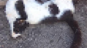 Φρίκη στην Κριτσά, γέμισε φόλες το χωριό: «Κάθε μέρα θάβω γάτες»