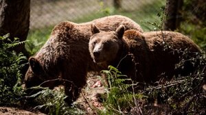 Μεγαλόσωμος αρκούδος βρέθηκε νεκρός - Ερευνάται η δηλητηρίαση από παράνομα δολώματα