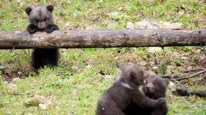 Αρκουδάκια το έσκασαν από ζωολογικό κήπο για να... απολαύσουν άφθονο μέλι