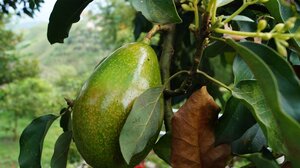 Ζημιές σε καλλιέργειες αβοκάντο από τον καύσωνα – Δηλώσεις παραγωγών έως 8 Σεπτεμβρίου