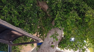 Κίνδυνος για δέντρο με έντονη κλίση στη Χανιώπορτα