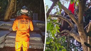 Επί τρεις μήνες αγνοούμενος Νοτιοαμερικανός βρέθηκε να ζει πάνω σε δέντρο!