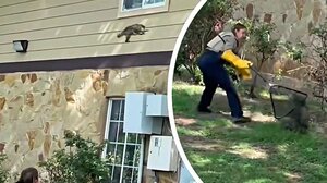 Τολμηρή διάσωση μωρού ρακούν από πυροσβέστες στο Τέξας