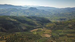 Το Βιδιανό: Μια κρητική ποικιλία με παγκόσμιο μέλλον