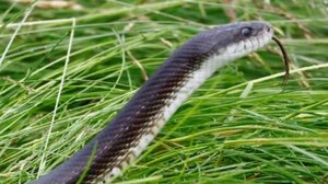 Ινδία: Οι τελωνειακές αρχές κατέσχεσαν πολλά ζωντανά φίδια που μεταφέρθηκαν παράνομα στη χώρα