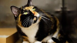 Αποτρόπαιος βασανισμός γάτας στη Νέα Μάκρη: Ακρωτηρίασαν τα πόδια της και τη σκότωσαν