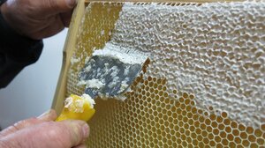 Υποχρεωτική η υποβολή δηλώσεων για την παραγόμενη και εμπορευόμενη ποσότητα μελιού