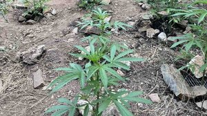 Φυτεία με 38 δενδρύλλια εντοπίστηκε στο Ρέθυμνο