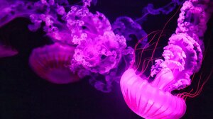  Σε έξαρση οι μωβ μέδουσες στις ελληνικές θάλασσες - Οι περιοχές που είναι στο "κόκκινο"