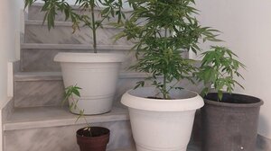 Χειροπέδες σε 2 Κρητικούς για δενδρύλλια κάνναβης