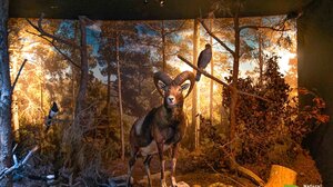 Το Μουσείο Φυσικής Ιστορίας Κρήτης άνοιξε!