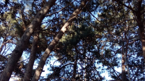 "Ας ελέγξουν τα δέντρα στο πάρκο της οδού Ερμή"