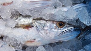 Ακρίβεια: Τα ψάρια έγιναν είδος πολυτελείας - Πόσο κοστίζουν γαύρος και σαρδέλα