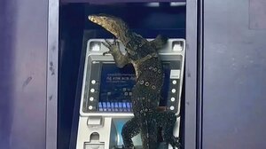 Σαύρα βαράνος ... τροχονόμος σε μηχάνημα ΑΤΜ!