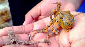 Το αθώο χταποδάκι ήταν... θανατηφόρο πλάσμα