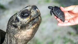 O Γολιάθ, η αρσενική χελώνα, έγινε μπαμπάς για πρώτη φορά στα 135 χρόνια του