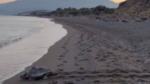 Χελώνες με δορυφορικούς πομπούς στον Κομμό