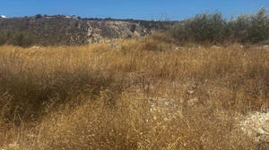 Tο Nέο Κοιμητήριο «πολιορκείται» από ξερόχορτα - Δείτε εικόνες