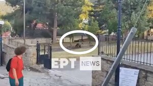Καστοριά: Αρκούδα εμφανίστηκε σε αυλή σχολείου στο Νεστόριο