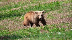 Στο φυσικό της περιβάλλον επανεντάχθηκε η Μάρθα, το ορφανό αρκουδάκι