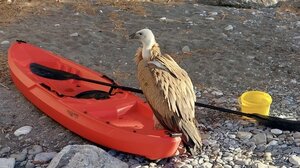 Ένας απρόσμενος επισκέπτης στο Μαριδάκι!