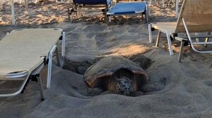 Καρέτα καρέτα βγήκε να γεννήσει σε παραλία στα Χανιά - Δείτε βίντεο