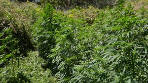 Εντοπίστηκε να... καλλιεργεί τα δενδρύλλια κάνναβης