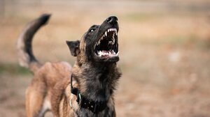 Λάρισα: Αδέσποτο σκυλί δάγκωσε 12χρονη και την έστειλε στο νοσοκομείο