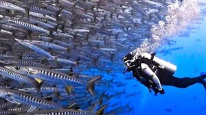 Δύτης αντιμέτωπος με ... υποθαλάσσια κυκλοφοριακή συμφόρηση!