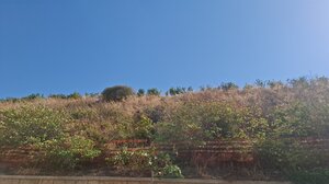 Ξερά χόρτα «πνίγουν» τα εμβληματικά Ενετικά Τείχη - video, photos